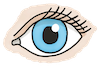 Auge